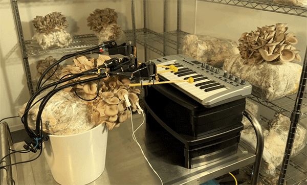 mushrooms and music intelligence network