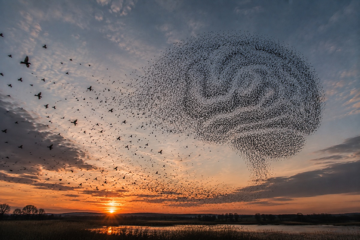 birds flying together to form an intelligence pattern